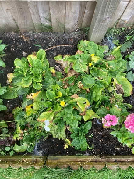 Photo of free About 6+ Prímula / primrose plants (Ifton Heath SY11) #1