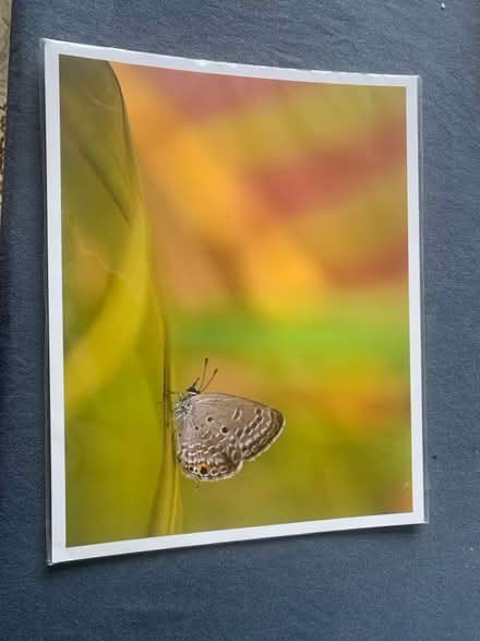 Photo of free Butterfly print. (Hillingdon UB10) #1