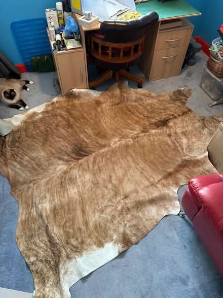 Photo of free Large Nguni (cow) floor covering (Windlesham GU20) #1