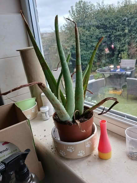 Photo of free Alovera (North Wingfield S42) #1