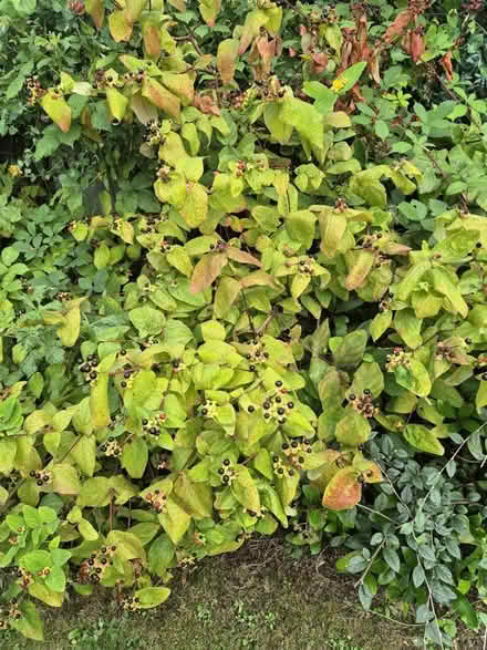 Photo of free Plant (Goatstown) #1