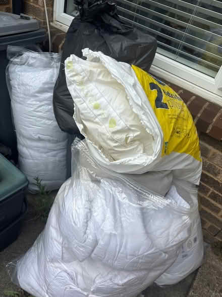 Photo of free Pillows and duvets (Elmer End BR3) #1