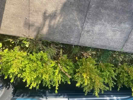 Photo of free Plants (Denholme BD13) #1