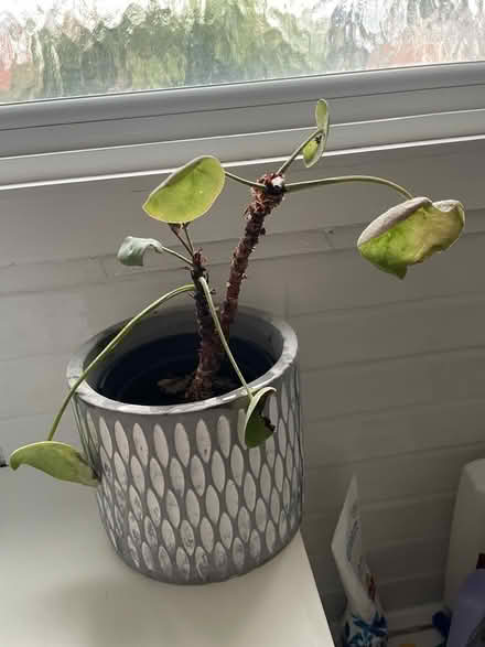 Photo of free 3 plants - peperomia and aloe Vera (Merton SW19) #1