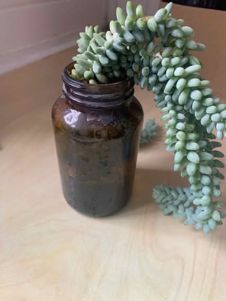 Photo of free Cactus Plant (Sedum Morganium) (W13) #2