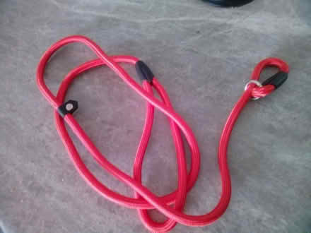 Photo of free Puppy slip lead (Galleywood CM2) #1