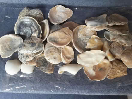 Photo of free Shells (HP13 near railway station) #1