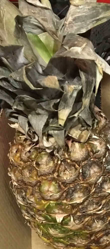 Photo of free pineapple (bexleyheath DA7) #1