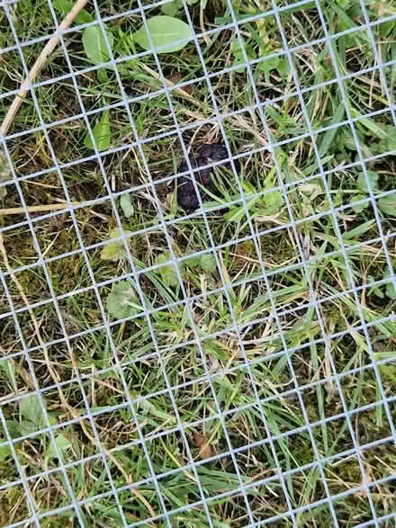 Photo of free Wire mesh (CB1 near Perne road) #2