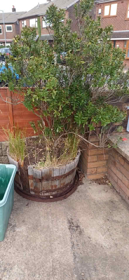 Photo of free Bush /plant (PR5 South ribble) #1