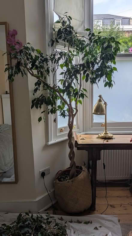 Photo of free Unwell large Benjamin fig (Brixton SW2) #1
