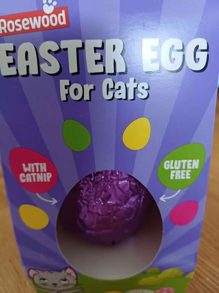 Photo of free Cat Easter Egg! (Chichester PO19) #1