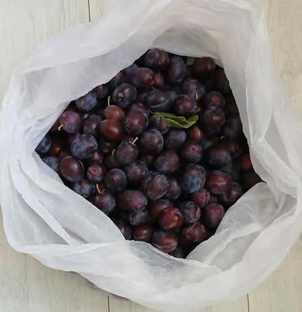 Photo of free 4kg bag of damsons (Tamworth, B77) #1