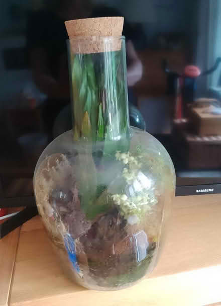 Photo of free Bottle garden 33cm (KT12) #1