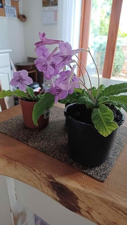 Photo of free Streptocarpus plants (S10 crosspool) #2
