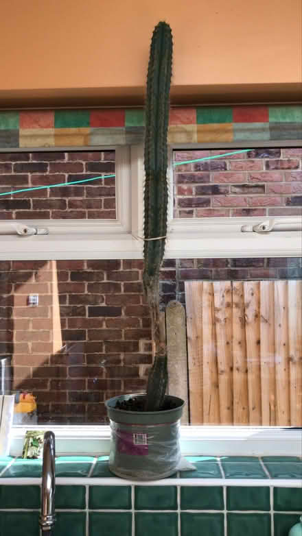 Photo of free Cactus looking for a new home (New Malden, KT3) #1