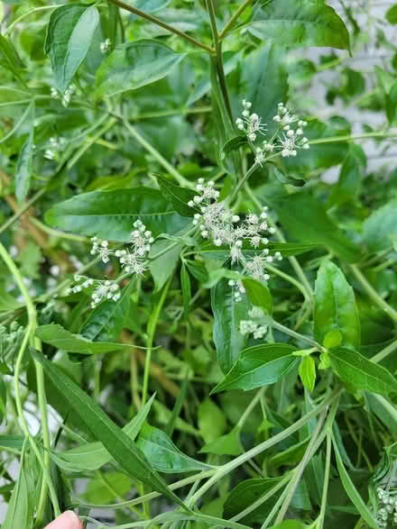 Photo of free native plant (20011) #3