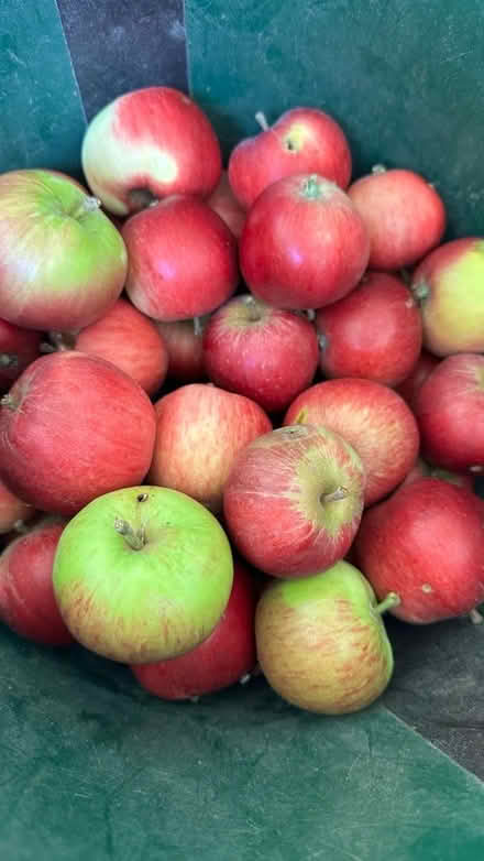 Photo of free Apples - Eating and crumble! (Lexden CO3) #1