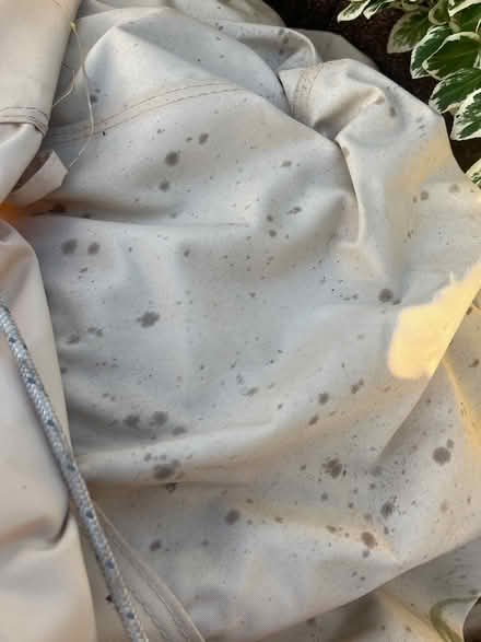 Photo of free Bell Tent (Gravesend DA12) #3