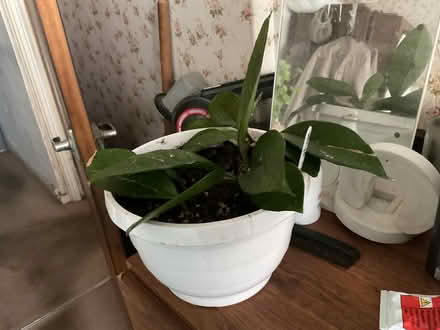 Photo of free Hoya Carnosa Plant (Walker) #1
