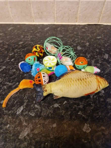 Photo of free Cat Toys (Wallasey) #1
