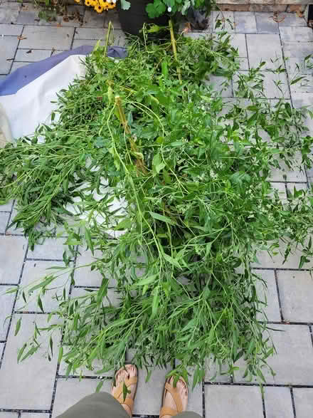 Photo of free native plant (20011) #2