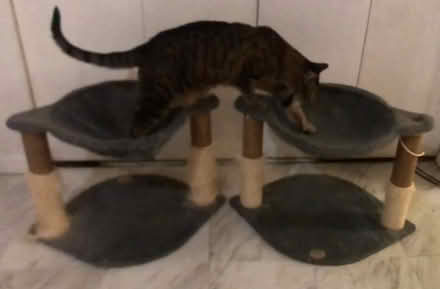Photo of free Cat Trees - single level bucket (Lower Manhattan) #1