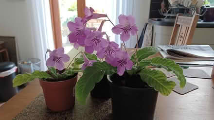 Photo of free Streptocarpus plants (S10 crosspool) #1