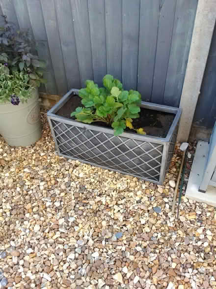 Photo of free Plastic Rectangular Long Large 70cm Lazio Trough (Heacham PE31) #2