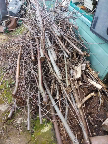 Photo of free Tree Branches for Firewood (Guide Bridge OL7) #3