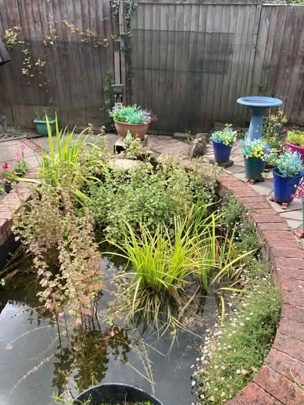 Photo of free Oxygenating pond plants (HR6 Yarpole) #2