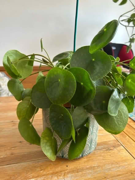 Photo of free Chinese money plant (Enfield EN2) #2