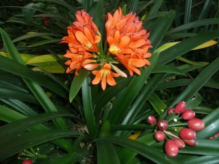 Photo of free Clivia plants (Radnage HP14) #1