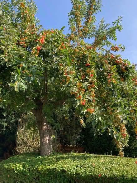 Photo of free Crab apples (Leckhampton) #2