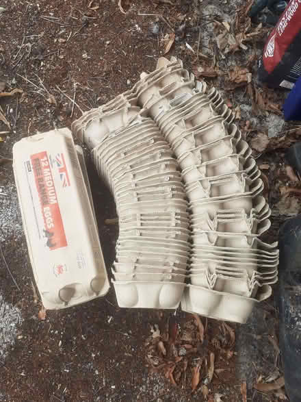 Photo of free Clean empty egg boxes (Riverdene RG21) #1