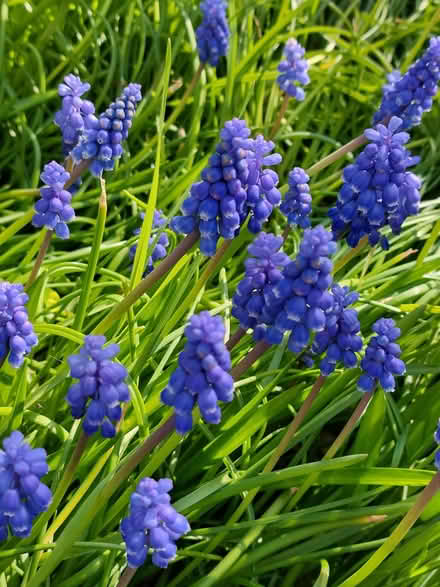 Photo of free Muscari (grape hyacinch) bulbs (Handbridge CH4) #2