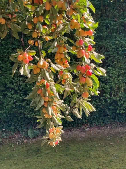 Photo of free Crab apples (Leckhampton) #1