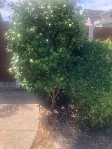 Photo of free Two bushes (Lytham FY8) #1