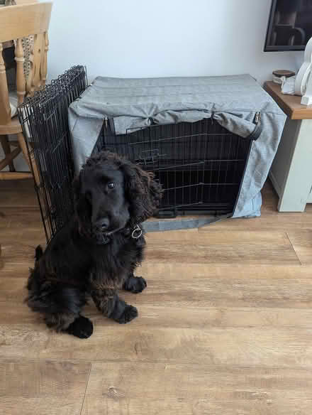 Photo of free Medium size Dog crate (Hemel Hempstead) #2