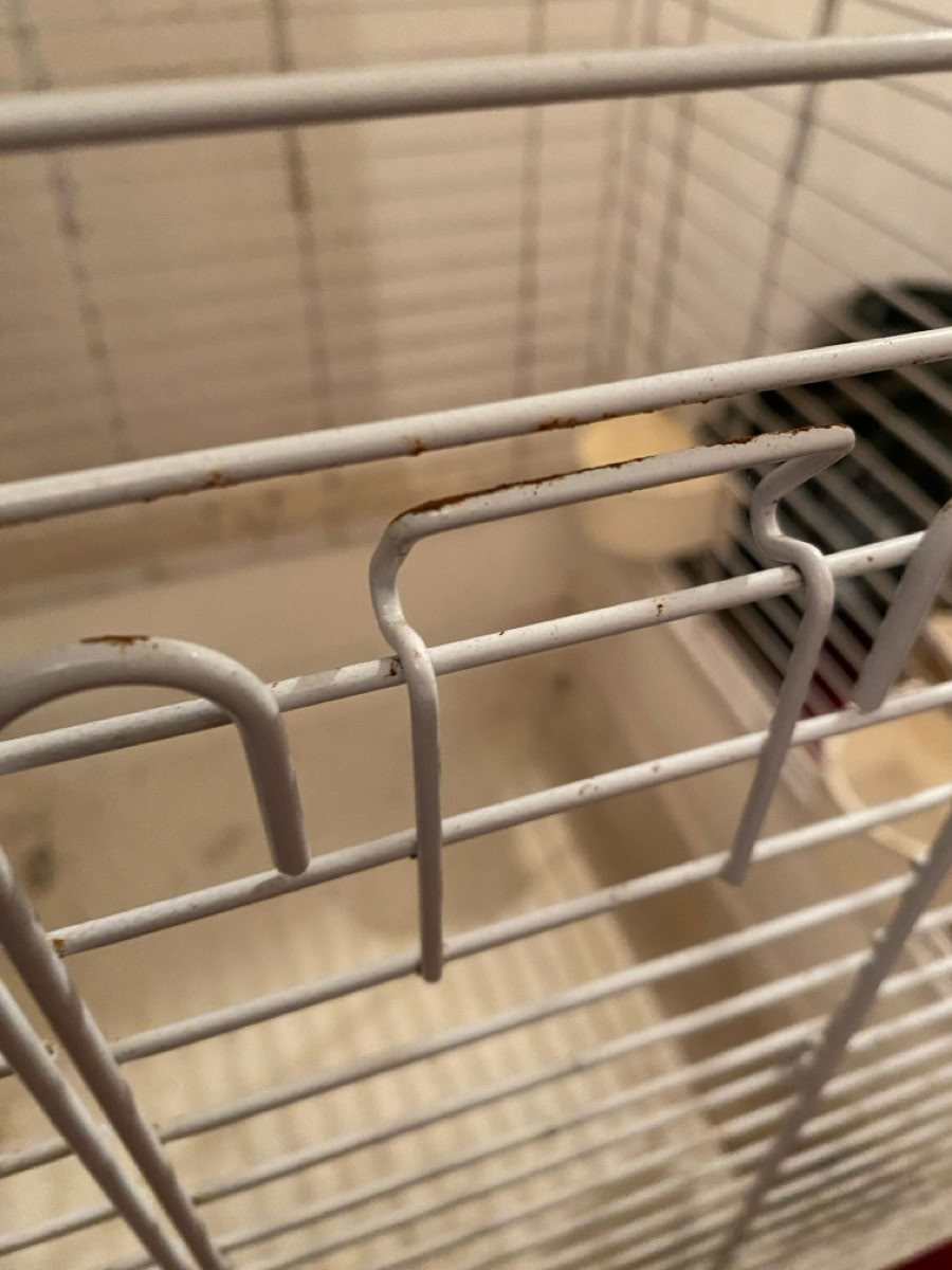 Free Medium Bird Cage Ormskirk L39 free-medium-bird-cage-ormskirk-l39