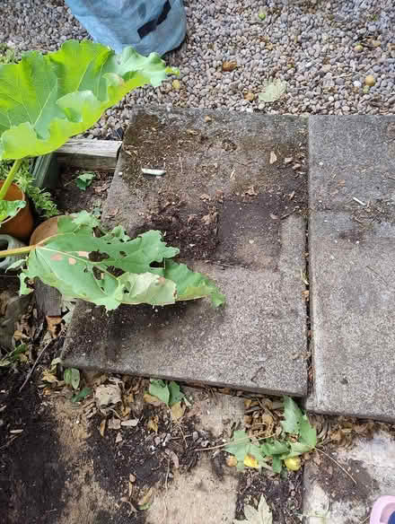 Photo of free Concrete slabs (East Kilbride) #3