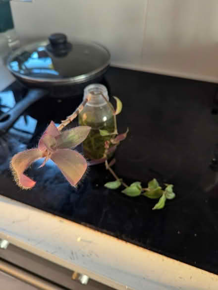 Photo of free Two plant cuttings (Golders green NW11) #1