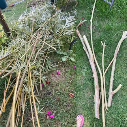 Photo of free Willow withies (BuryStEds IP33) #1