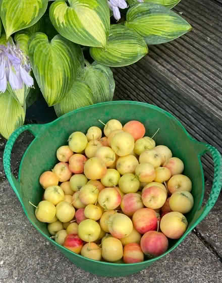 Photo of free Crab apples (N11 Bounds Green) #1