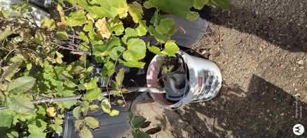 Photo of Plastic bins or large paint containers (Far Bletchley MK3) #3