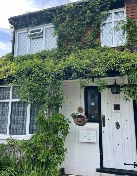 Photo of free Virginia Creeper cuttings (Cox Green SL6) #2