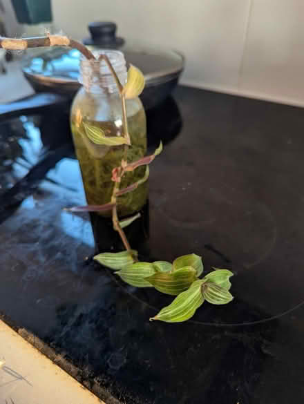 Photo of free Two plant cuttings (Golders green NW11) #2