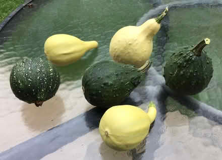 Photo of free decorative gourds (Cookham SL6) #1