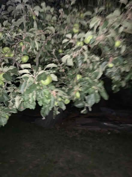 Photo of free Apples (Willington MK44) #1