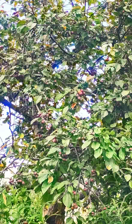 Photo of free pyo crab apples (Hay on Wye HR3) #1